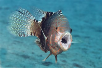 Abudjubbe's splendor wrasse (Cheilinus abudjubbe) opening mouth