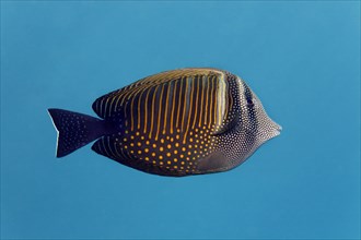 Red Sea sailfin tang (Zebrasoma desjardinii)