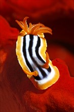 Chromodoris quadricolor sea slug (Chromodoris quadricolor) on fire sponge