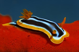 Chromodoris quadricolor sea slug (Chromodoris quadricolor) on fire sponge