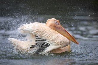 White Pelican (Pelecanus onocrotalus) taking a bath