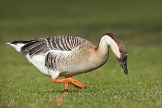 Swan Goose or Chinese Goose (Anser cygnoides)