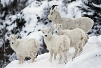 Dall sheep (Ovis dalli) with three young
