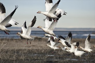 Snow geese (Chen caerulescens) take flight along Turnagain Arm