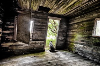 Dog sitting in the door of an old cabin