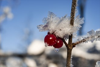 High bush cranberries (Viburnum trilobum) and ice crystals during cold spell at Lynx Creek