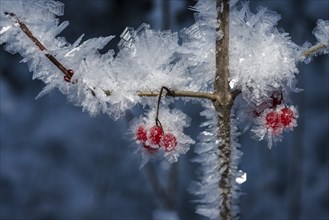High bush cranberries (Viburnum trilobum) and ice crystals during cold spell at Lynx Creek