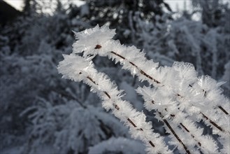 Ice crystals during cold spell at Lynx Creek
