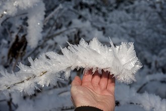 Hand touching ice crystals during cold spell at Lynx Creek