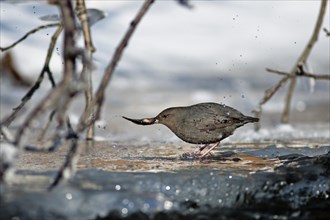 An American Dipper (Cinclus mexicanus) with his fish