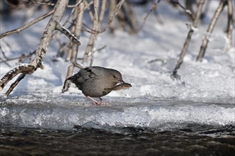 An American Dipper (Cinclus mexicanus) with his fish