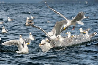 Glaucous-winged gulls (Larus glaucescens) feed on herring in the Gulf of Alaska