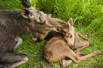 A mother Moose (Alces alces) and her calf