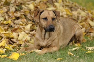 Mixed-breed Rhodesian Ridgeback lying in front of a pile of leaves