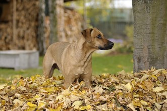 Mixed-breed Rhodesian Ridgeback standing in a pile of leaves