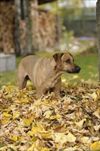 Mixed-breed Rhodesian Ridgeback standing in a pile of leaves