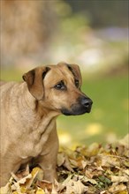 Mixed-breed Rhodesian Ridgeback in a pile of leaves
