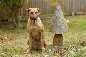Mixed-breed Rhodesian Ridgeback sitting beside a wooden mushroom