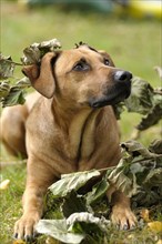 Mixed-breed Rhodesian Ridgeback lying under a branch with withered leaves