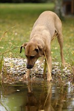Mixed-breed Rhodesian Ridgeback standing at a pond and looking into the water