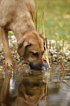 Mixed-breed Rhodesian Ridgeback drinking from a pond