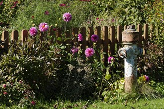 Old fire hydrant in garden