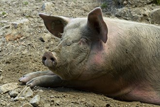 Domestic Pig (Sus scrofa) laying on ground on farm