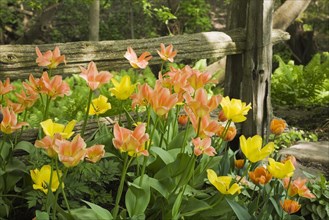 A cluster of orange and yellow tulips in front of a rustic wooden fence in a landscaped backyard garden in spring