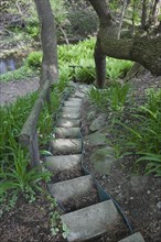 A set of steps designed with concrete paving slabs leads down to a patch of ferns in a landscaped backyard garden in spring