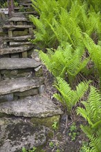A set of steps designed with natural stones is bordered by a patch of ferns in a landscaped residential backyard garden in spring