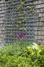 Purple tulips grow in a flower bed next to the blue trellis on the side of the storage shed in a landscaped residential backyard garden in spring
