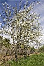 Pear trees in bloom in the 'Jardin du Grand Portage' garden in spring