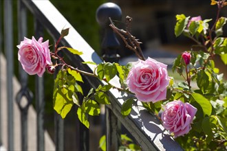 Still life with pink Roses (Rosa) on the railing of the Augustus Bridge