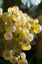 Ripe Riesling grapes