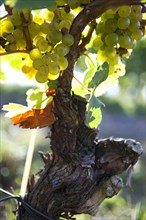 Vine and grapes of the Riesling variety