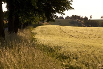 Barley field (Hordeum vulgare) in summer