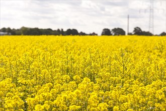 Yellow flowering rapeseed field (Brassica napus)