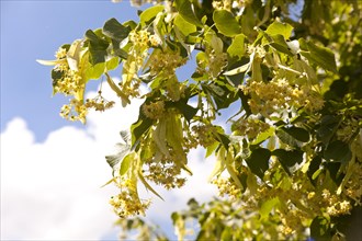 Flowers of the small-leaved Lime (Tilia cordata)