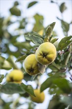 Ripe Quinces (Cydonia oblonga) on a branch