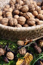 Freshly harvested Walnuts (Juglans regia)