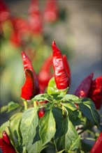 Chili peppers (Capsicum annuum) being grown to make Hungarian paprika