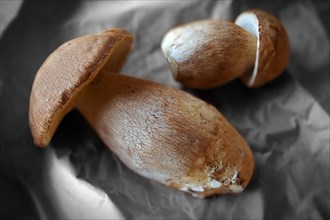 Whole wild Cepes mushrooms (Boletus edulis)