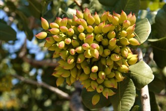 Fresh pistachio nuts growing on bush