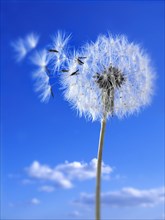 Dandelion clock seed head