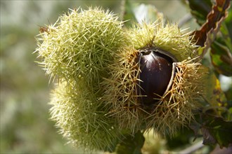 Fresh organic Chestnuts (Castanea sativa)