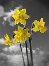 Spring Daffodils (Narcissus) flowering