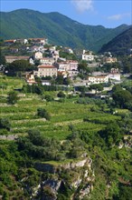 Vineyards near Ravello