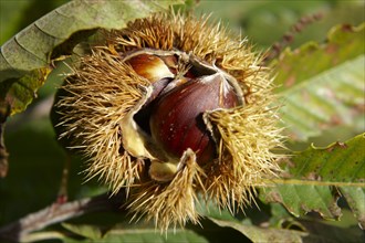 Fresh organic Chestnuts (Castanea sativa)