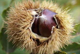 Fresh organic Chestnuts (Castanea sativa)