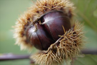 Fresh organic Chestnuts (Castanea sativa)